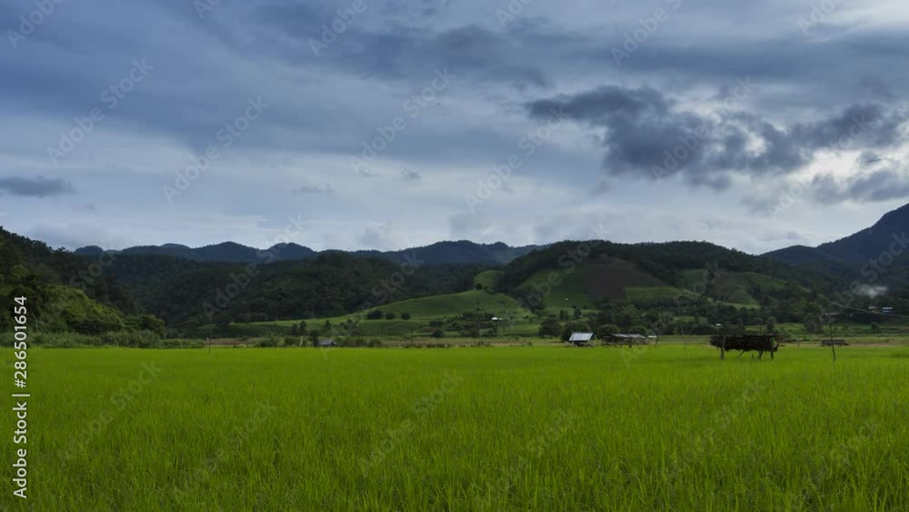 grow, hill, thailand, landscape, blue, rice, asia, nature, green, harvest, crop, plant, water, sky, farm, mountain, beautiful, growth, culture, tropical, land, growing, rural, garden, outdoor, asian, grow, hill, thailand, landscape, blue, rice, asia, nature, green, harvest, crop, plant, water, sky, farm, mountain, beautiful, growth, culture, tropical, land, growing, rural, garden, outdoor, asian,