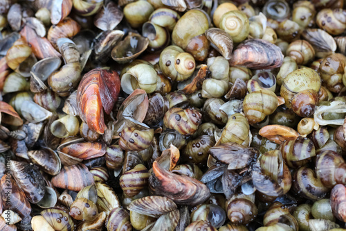 wet seashells, clams, mollusk shells, Surf clam, Short necked clam, Carpet clam, Venus shell, Baby clam, Thai clams. Texture background.