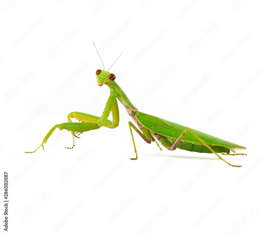 large green mantis on a white background looks at the camera large green mantis on a white background looks at the camera