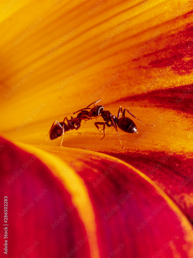 Fototapeta premium Close-up Ant at orange flower head