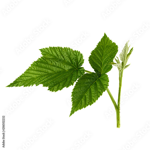raspberry branch with a green stem and leaves on a white background