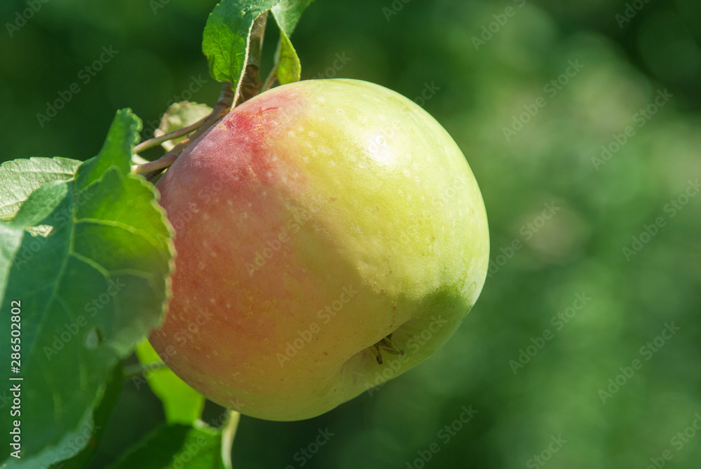 fresh ripe apples on a tree in a garden fresh ripe apples on a tree in a garden