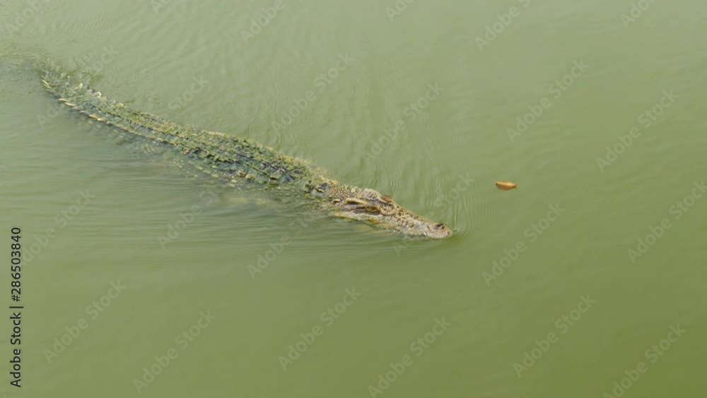 Video 4k of crocodile swimming in the water Video 4k of crocodile swimming in the water