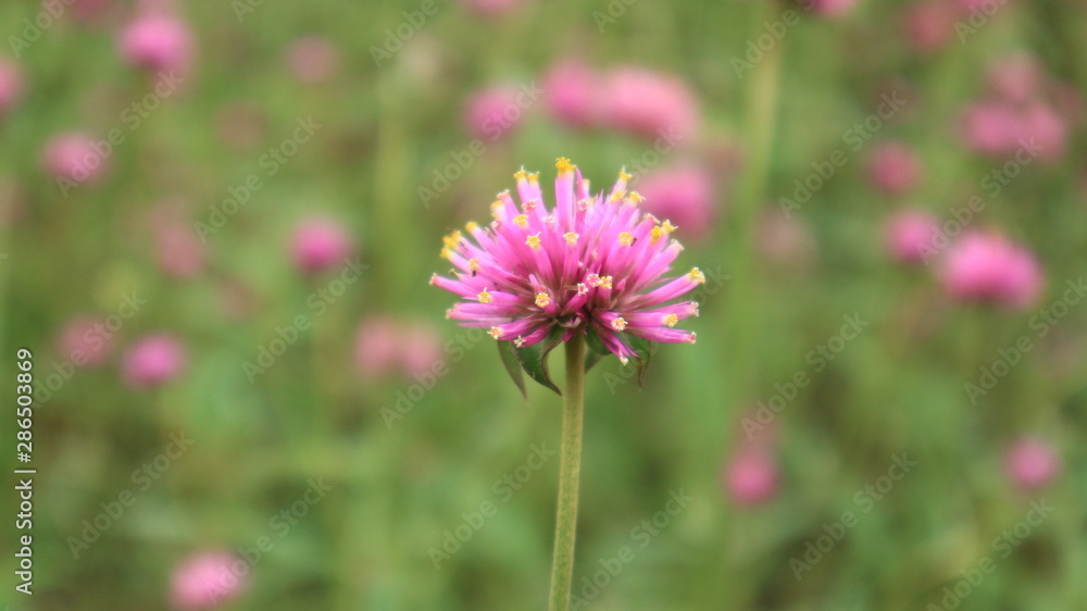 Obraz premium Selective focus Gomphrena pulchella L. 'Fireworks' with pink blurred background