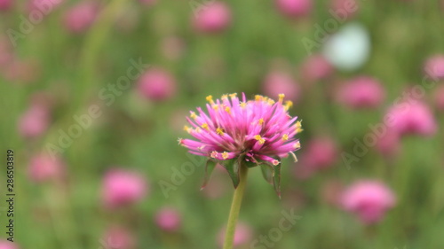 Selective focus Gomphrena pulchella L.  Fireworks  with pink blurred background