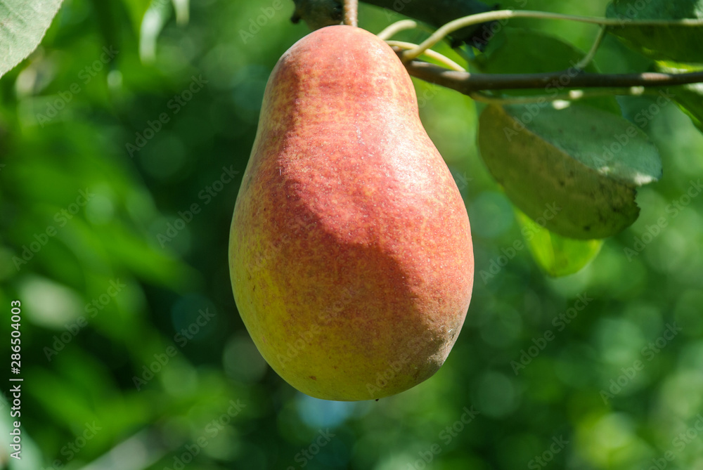Fresh juicy pears on pear tree branch. Organic pears in natural environment. Crop of pears in summer garden Fresh juicy pears on pear tree branch. Organic pears in natural environment. Crop of pears in summer garden