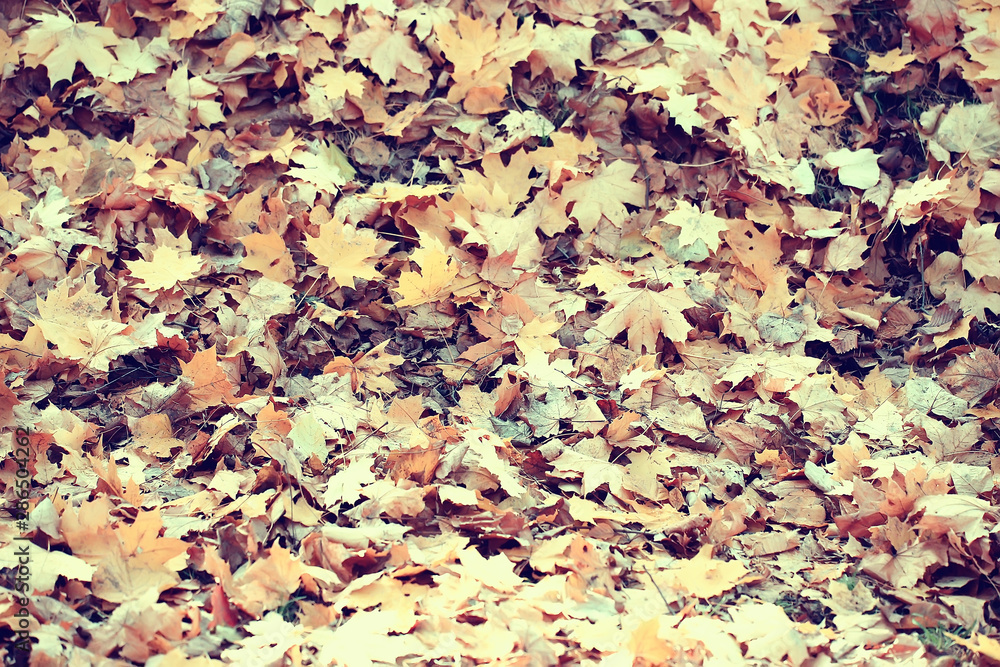 fallen yellow leaves background / abstract seasonal plain yellow leaves background in the park fallen yellow leaves background / abstract seasonal plain yellow leaves background in the park