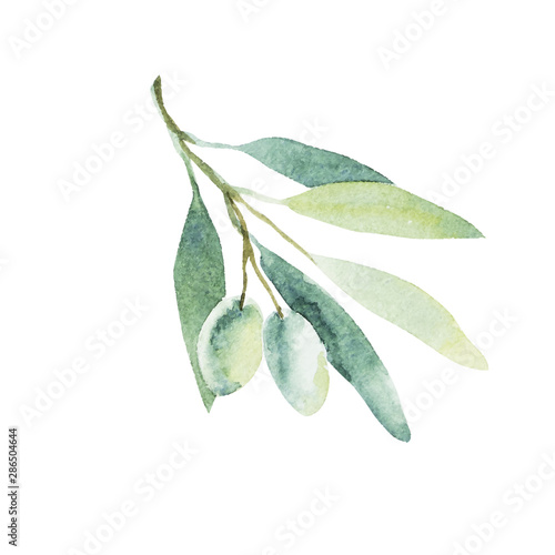 Watercolor olive branch. Sketch of olive branch on white background