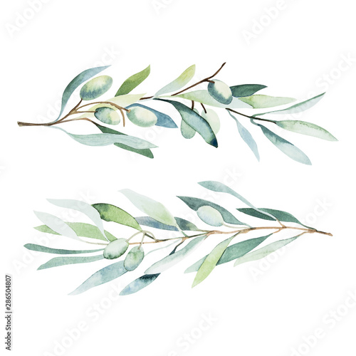 Watercolor olive branch. Sketch of olive branch on white background
