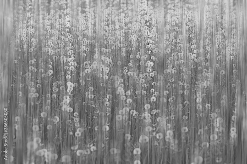 white dandelion field / fluff flies, dandelion seeds, summer, wild flowers in the field, landscape seasonal nature