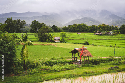 The rice fields against the backdrop are mountains and fog.