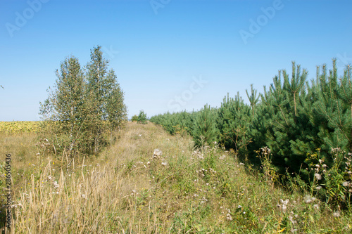 yellow grass and blue sky © Юлия Волчкова