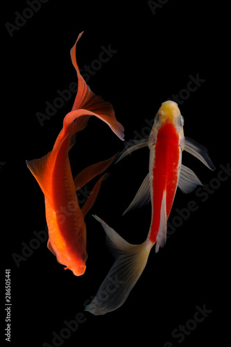 Koi fish Butterfly fresh Black background 