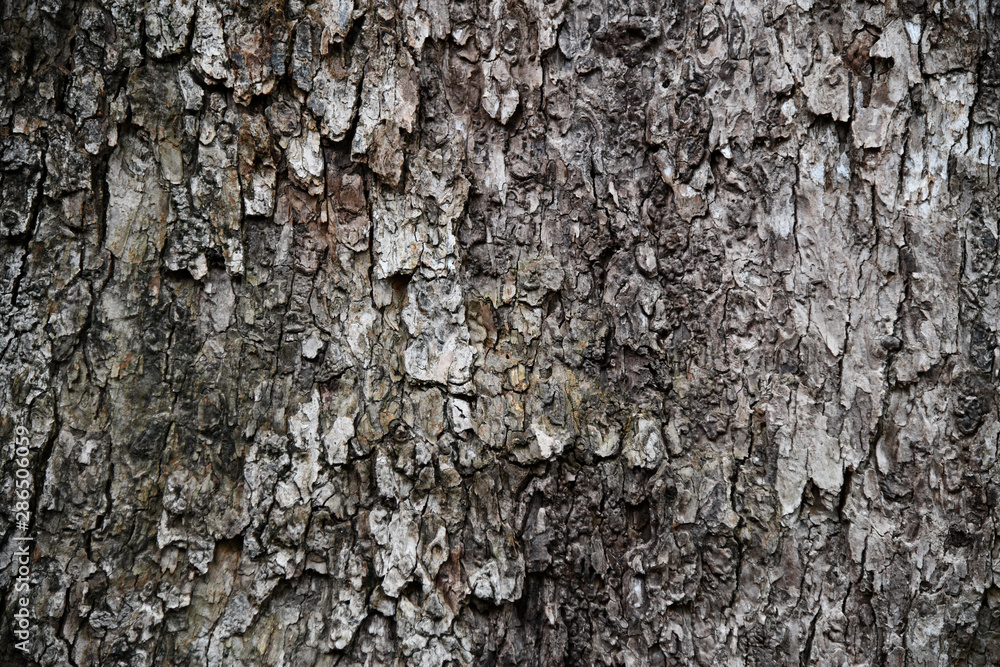 Tree bark textured and background. Cracked wood texture. Nature background and wallpaper. Tree bark textured and background. Cracked wood texture. Nature background and wallpaper.