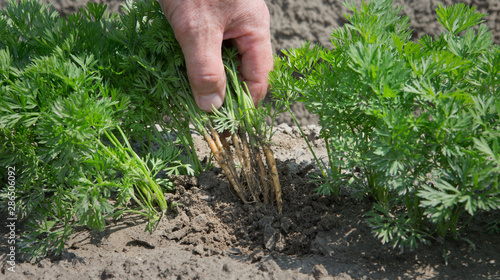 Growing carrots. Agriculture. Netherlands