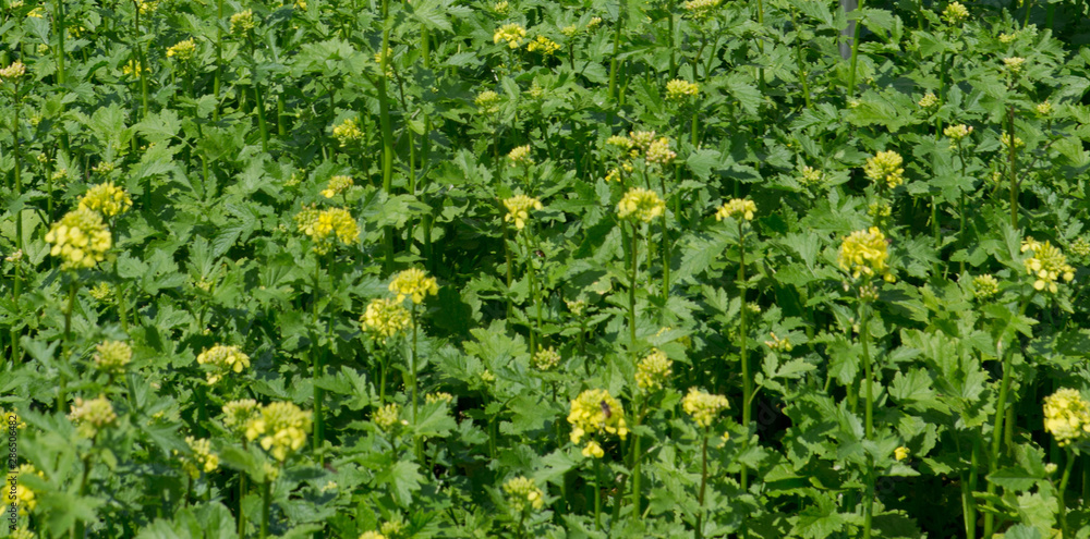 Field with green maure plants. Agriculture. Oilseed Field with green maure plants. Agriculture. Oilseed