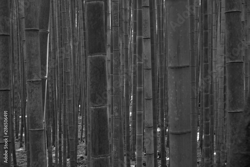 Blurred bamboo in bamboo forest in black and white style