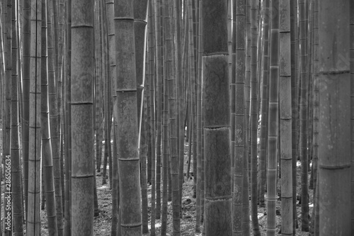 Blurred bamboo in bamboo forest in black and white style