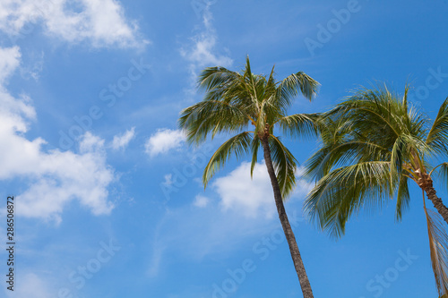 Palm trees against the blue sky in Hawaii.