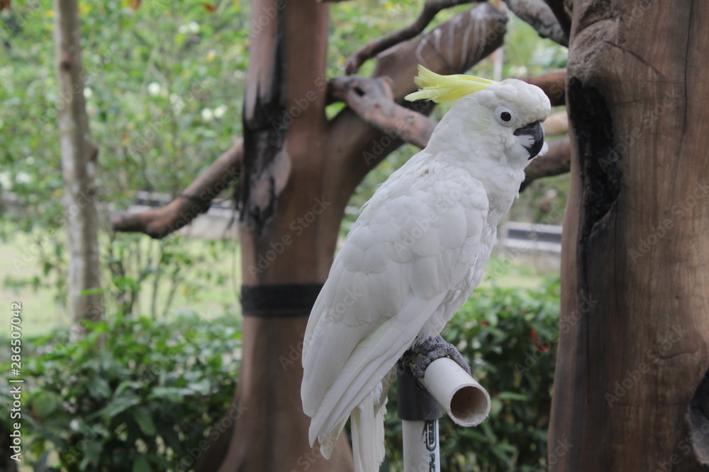 Indonesian Yellow-crested Cockatoo (White Yellow Bird) Indonesian Yellow-crested Cockatoo (White Yellow Bird)