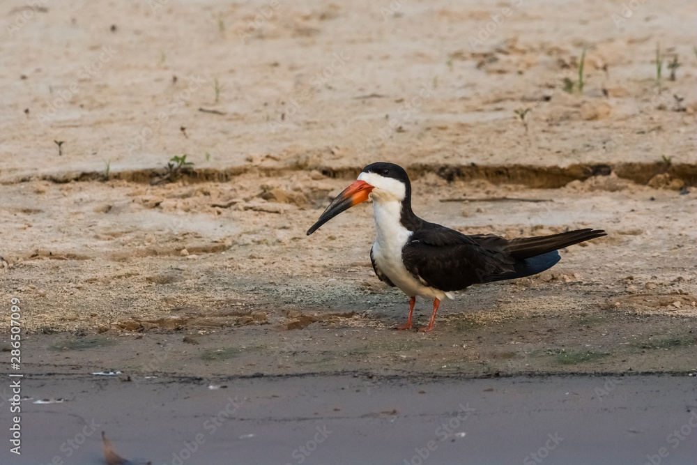 Black skimmer,perched on the beach,Cuiaba river bank, Pantanal Brazil Black skimmer,perched on the beach,Cuiaba river bank, Pantanal Brazil