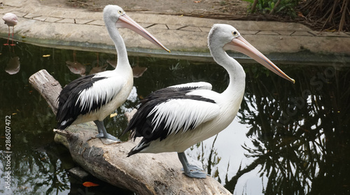 White Pelican couple