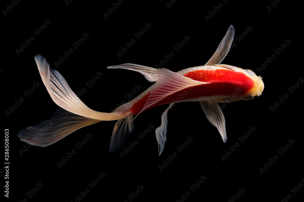 Obraz premium Koi fish Butterfly fresh Black background