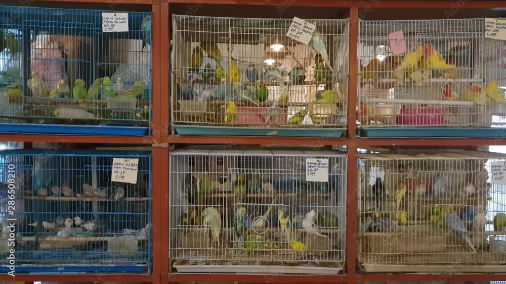 Close shot of birds trapped in cages in a market Close shot of birds trapped in cages in a market
