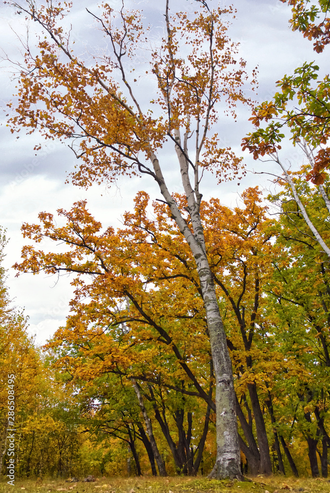 autumn forest. trees with bright green yellow and red leaves autumn forest. trees with bright green yellow and red leaves