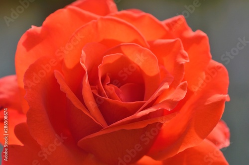 Close-up of a colourful red rose bloom.