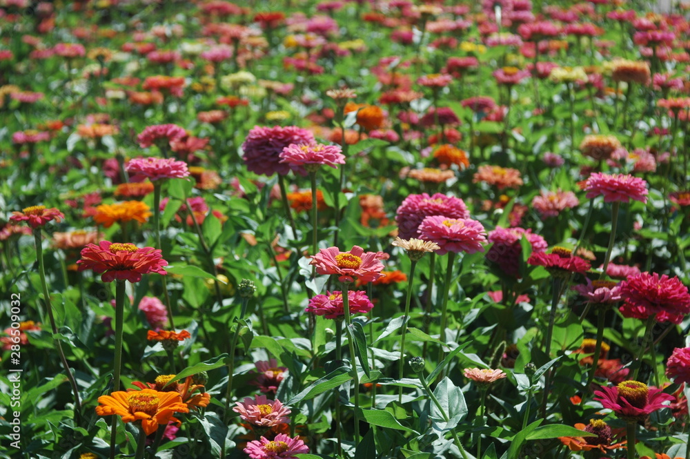 red flowers in the garden