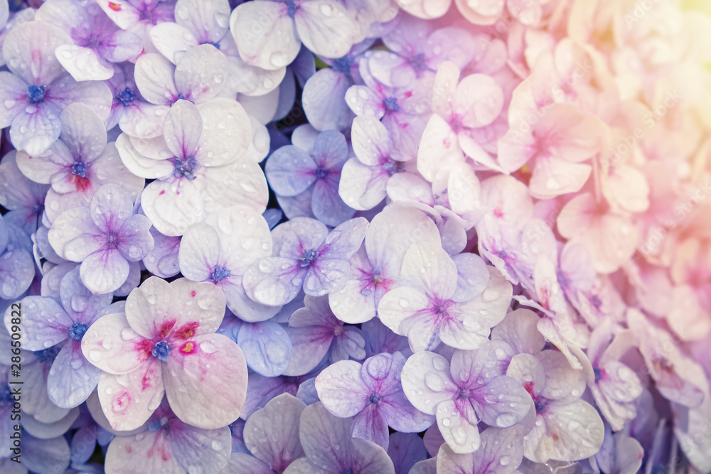 Obraz premium Background with beautiful purple hydrangea flowers