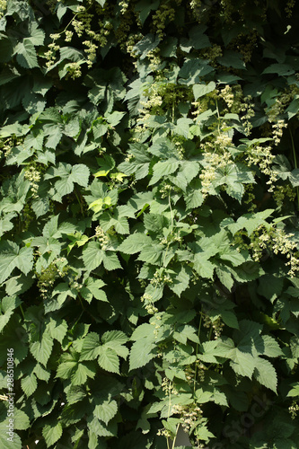 Male flowers of Common Hops (Humulus lupulus) covering the wall, for background or texture © Popova Olga