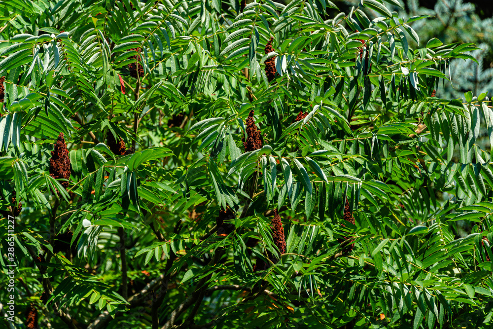 Deciduous tree of Sumakhov family. Green leaves and red inflorescences ...