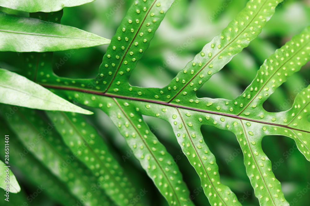 Serpent fern leaves on blurred background. Water fern leaves Serpent fern leaves on blurred background. Water fern leaves