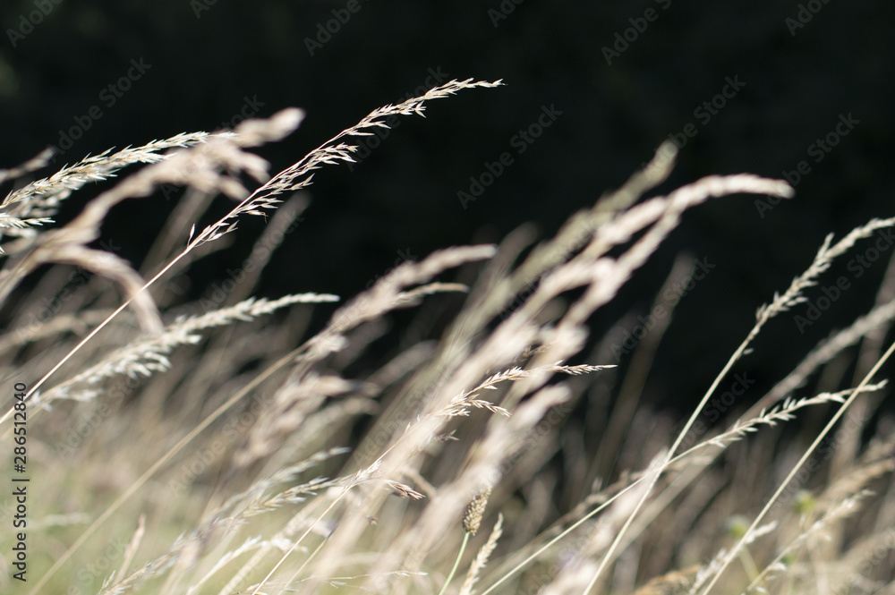 Fototapeta premium Graminées d'été