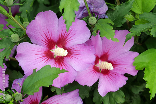 Closeup of two pink blossoms / petals of a hibiscus syriacus