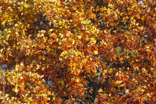 Yellow orange leaves of a tulip tree on a warm Autumn day