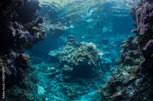 Beautiful reef-building corals thrive amid the Solomon Islands. This remote Melanesian region is part of the Coral Triangle due to its incredible marine biodiversity.