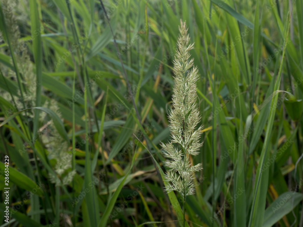Spikelet of grass in the background thickets of high grass Spikelet of grass in the background thickets of high grass