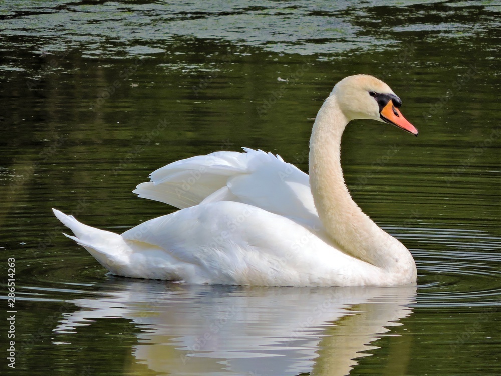 Naklejka premium swan on the lake