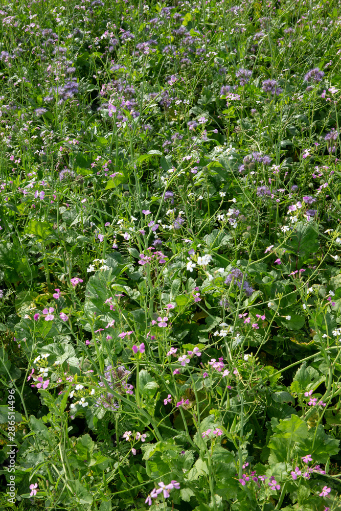 Field with green maure plants. Agriculture Field with green maure plants. Agriculture