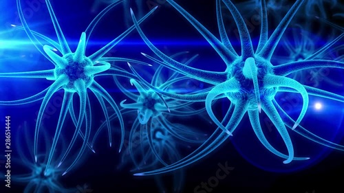 Neural stem cells brain development photo
