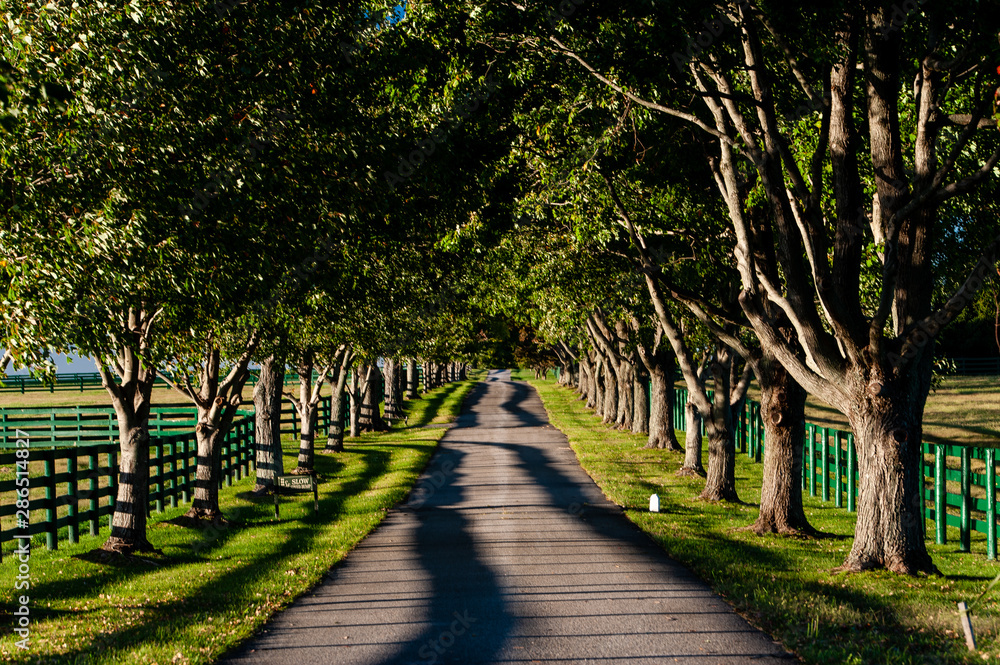 Tree Lined Asphalt Driveway on Historic Horse Farm - Bluegrass Region of Kentucky Tree Lined Asphalt Driveway on Historic Horse Farm - Bluegrass Region of Kentucky