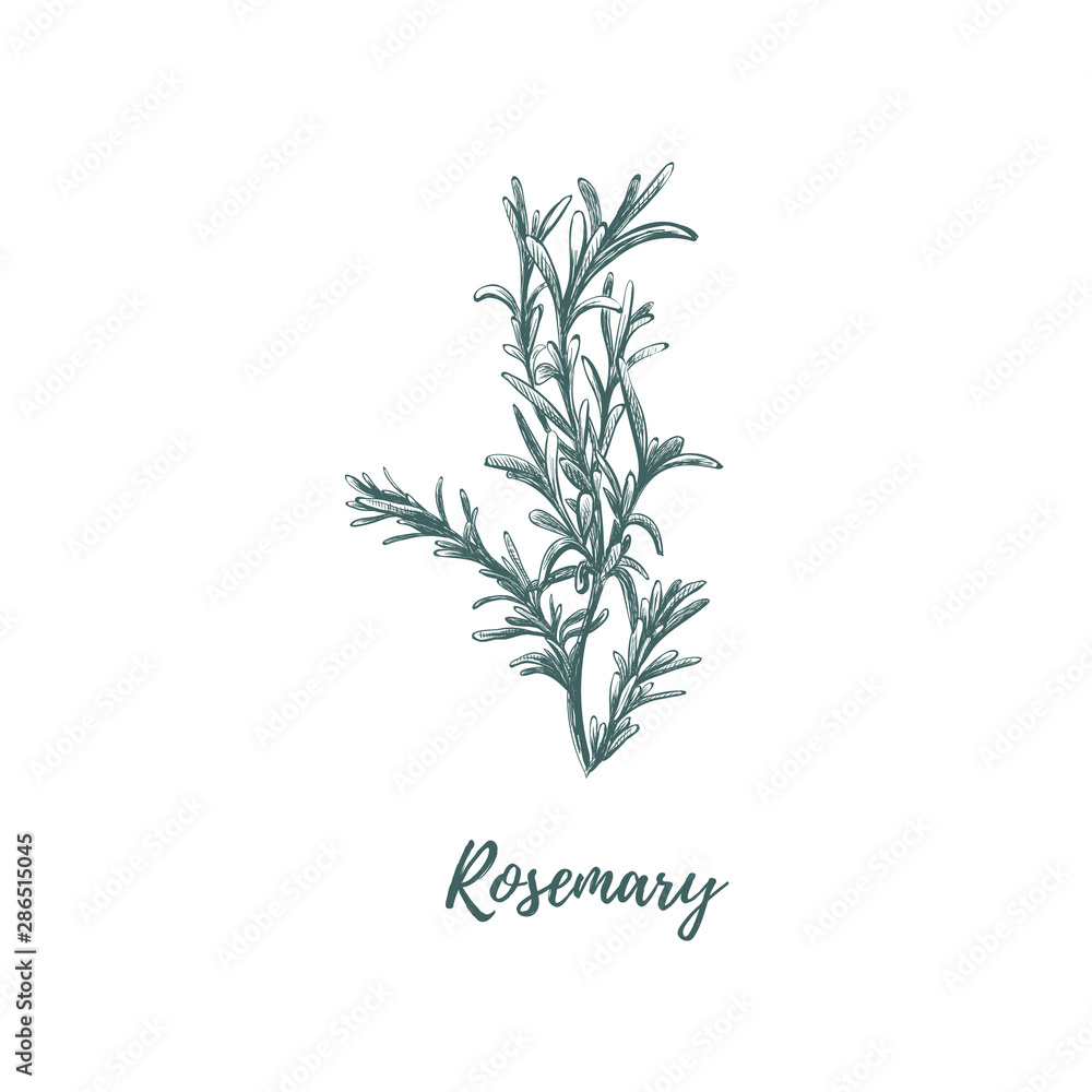 Fototapeta premium Rosemary hand drawing.