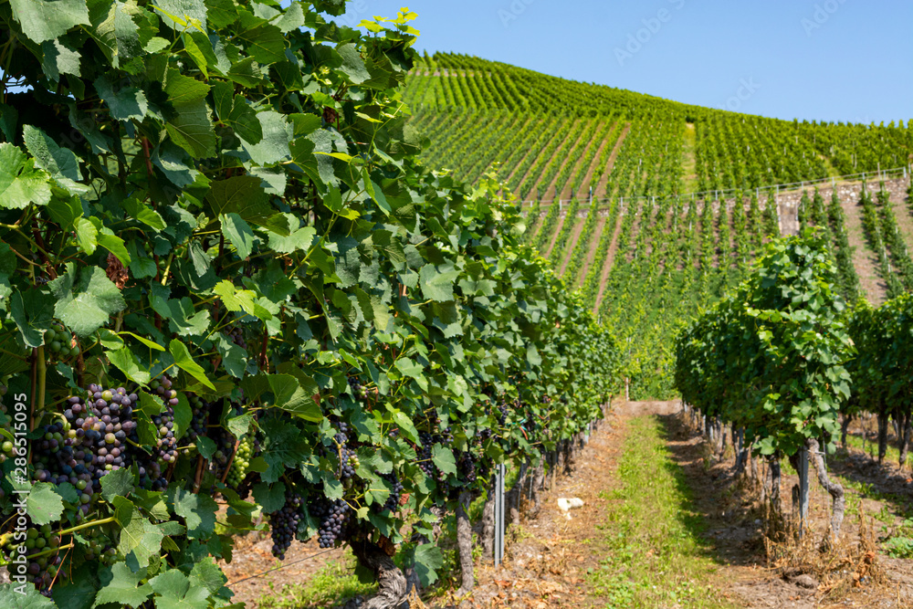 Vineyard with growing red wine grapes, black or purple grapevines Vineyard with growing red wine grapes, black or purple grapevines