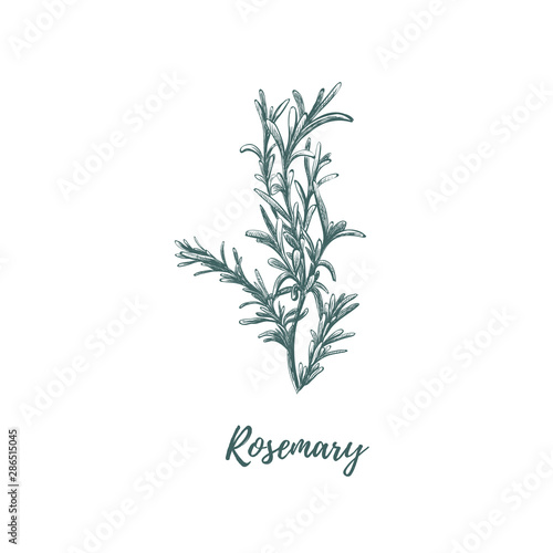 Rosemary hand drawing. 