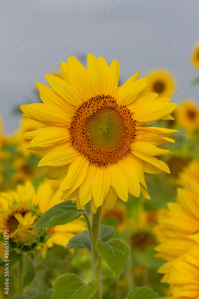 Sonnenblume Sonnenblume