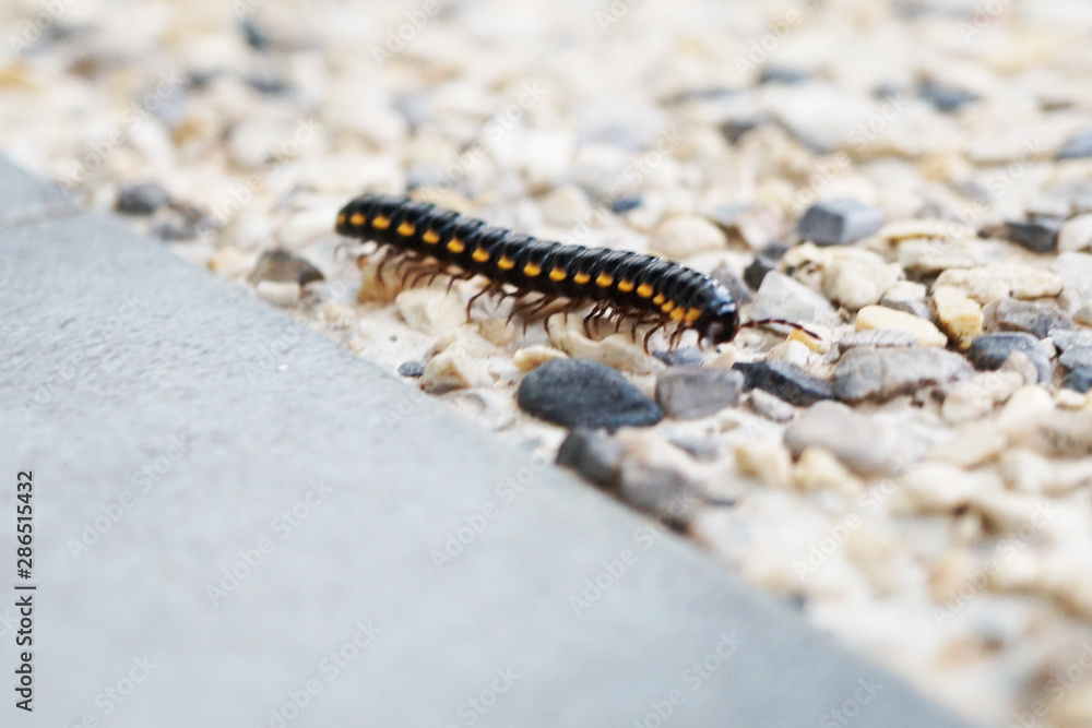caterpillar on ground caterpillar on ground