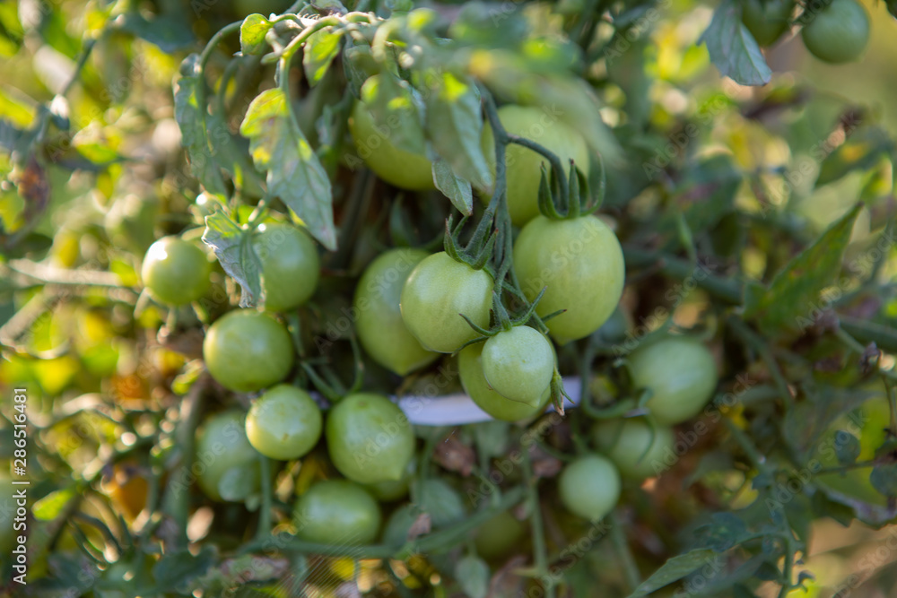 Cherry tomatoes of various ripeness on tomato plant. Home garden of plants that suffers from severe drought and hot sun